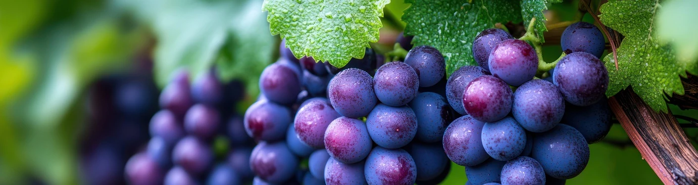 Zdravi listovi vinove loze u vinogradu - inducirana otpornost biljaka i primjena kalijevih fosfonata