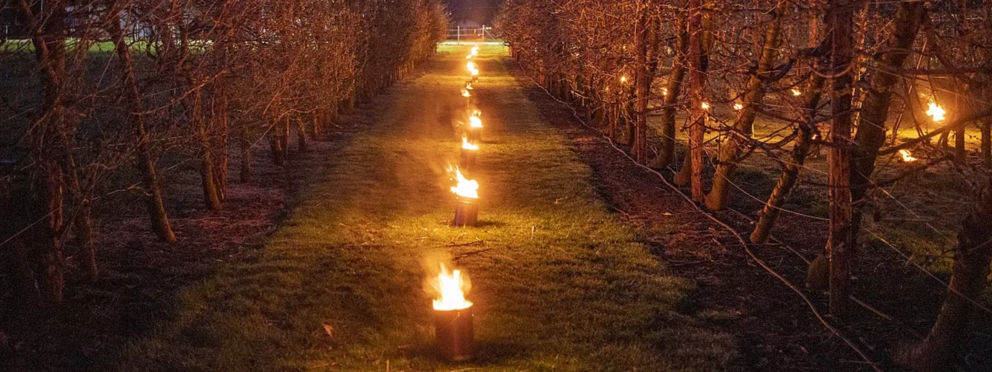 Svijeće protiv mraza u voćnjaku postavljene između redova tijekom radiacijskog mraza