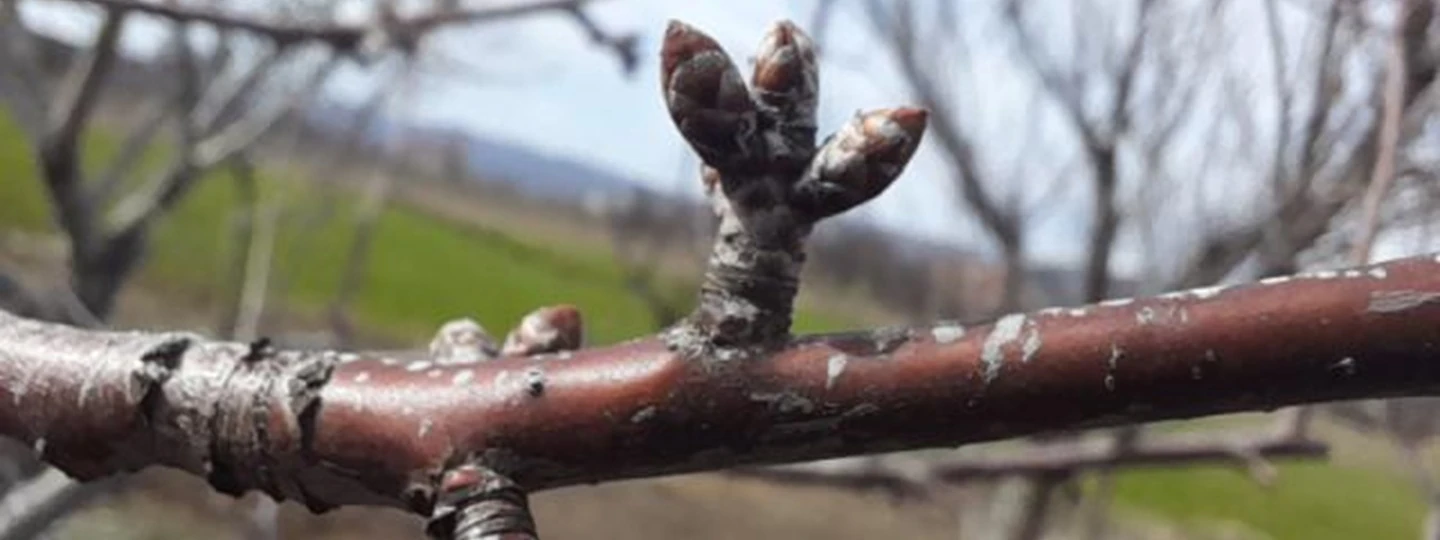 zimsko prskanje – zimski pup voćke prije kretanja vegetacije