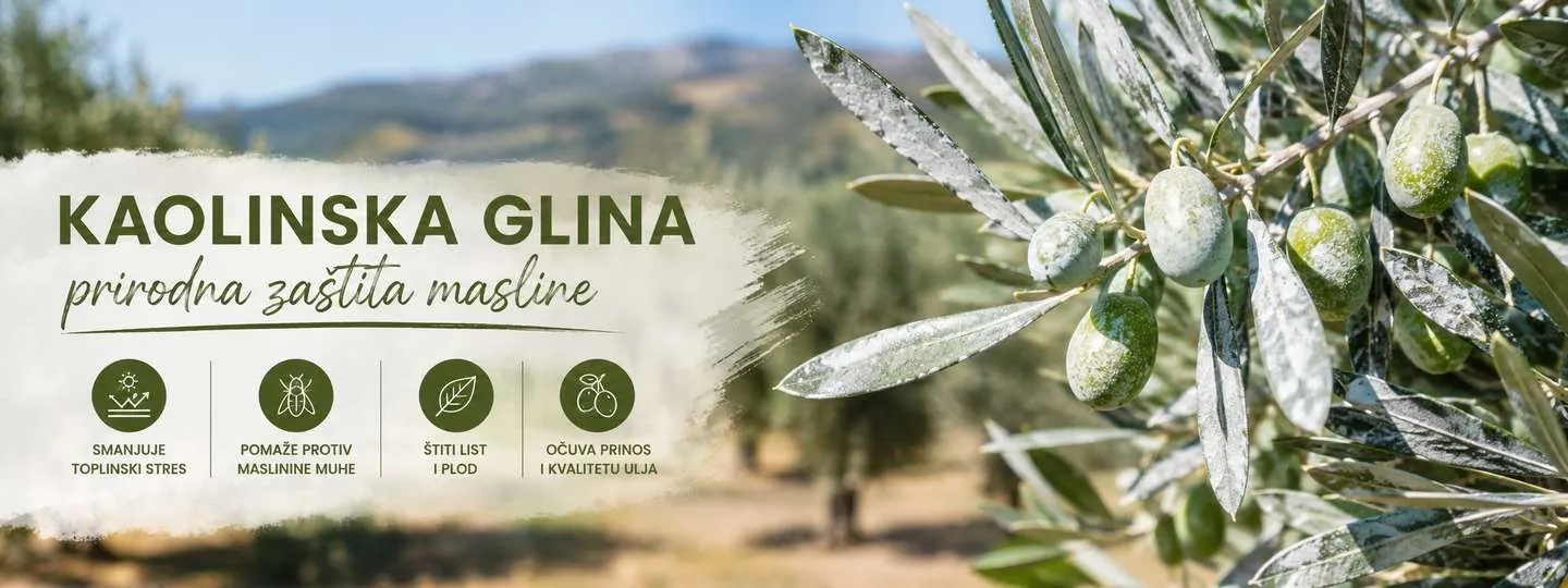 Kaolinska glina u maslinama za zaštitu od maslinine muhe i toplinskog stresa