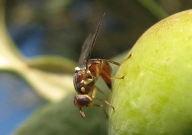 Odrasla maslinova muha (Bactrocera oleae) na zelenom plodu masline