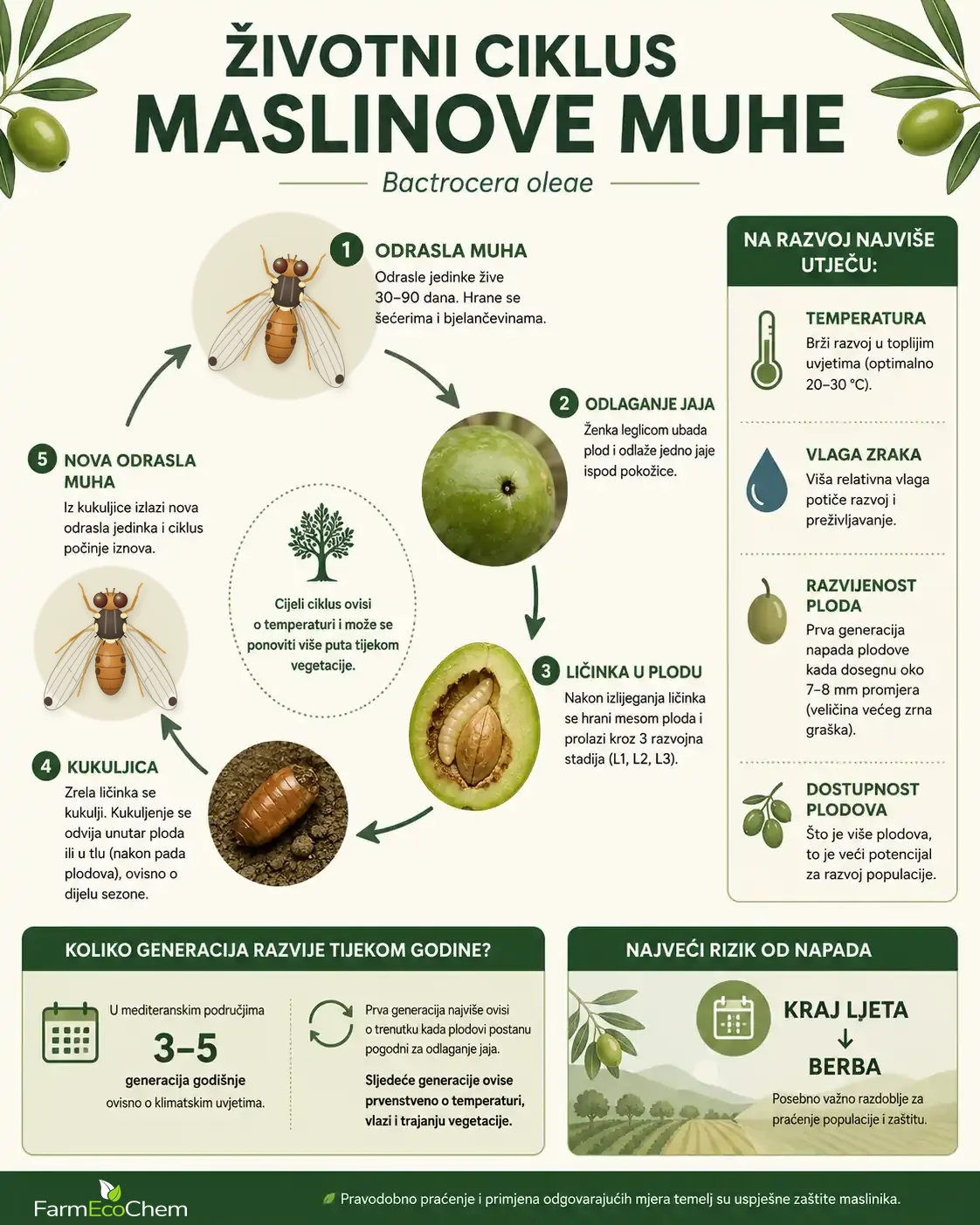 Infografika: životni ciklus maslinove muhe – odrasla muha, odlaganje jaja, ličinka u plodu, kukuljica i nova odrasla jedinka