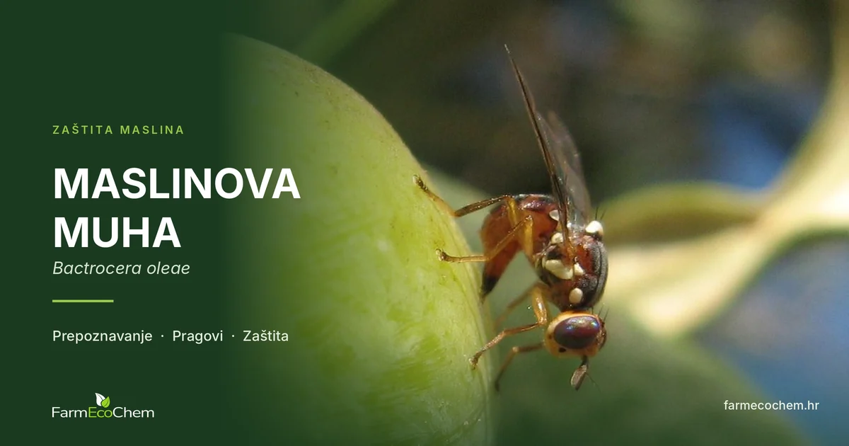 Maslinova muha (Bactrocera oleae) na plodu masline – naslovna slika članka o zaštiti maslina