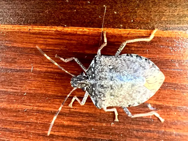 Smeđa mramorasta stjenica (Halyomorpha halys) na drvenom prozorskom okviru u kući