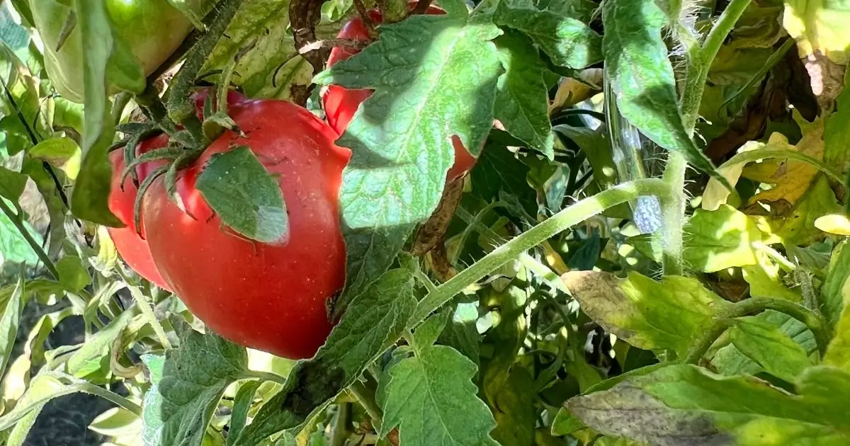 Zeleni smrdljivi martin (Nezara viridula) na plodu rajčice